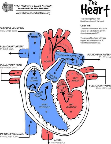 Color Heart Diagram