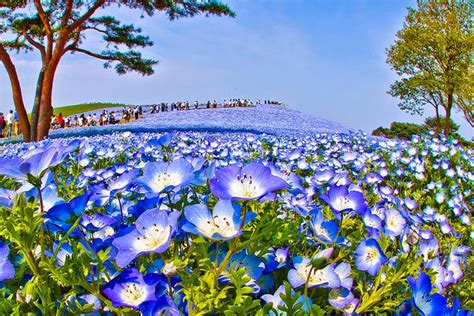 Na Primavera Parque Japonês Se Transforma Em Um Mar De Flores Azuis
