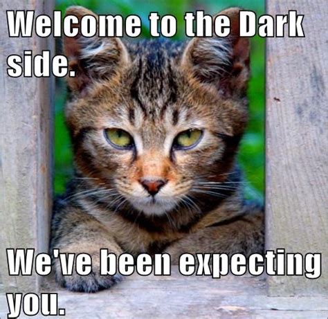 Welcome To The Dark Side Cute Cats And Dogs Cats And Kittens Bad Cats