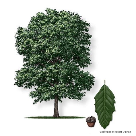 What Is A Monterrey Oak Austin Tree Service Inc