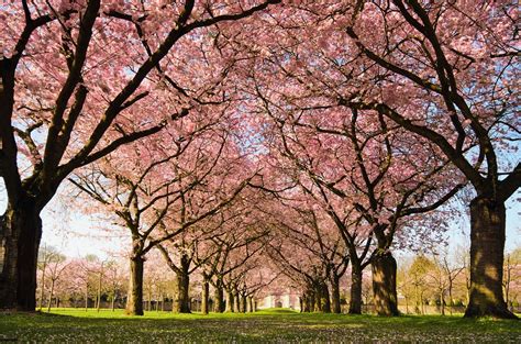 Japanese Cherry Blossom Trees