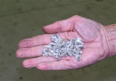 Basf Releases New Cottonseed Variety Southeast Agnet