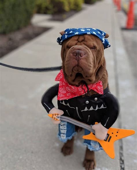 14 Funny Ideas For Shar Pei Halloween Outfits Halloween Outfits Dog