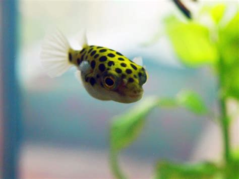 Green Spotted Puffer 101 Care Diet Tank Size Tank Mates And More