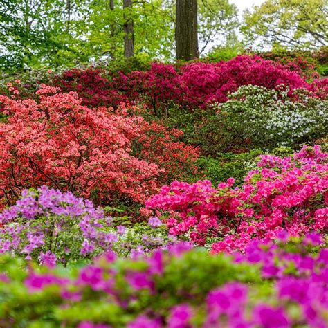 The Azalea Garden Is Filled With Spring Color For Our Mothers Day