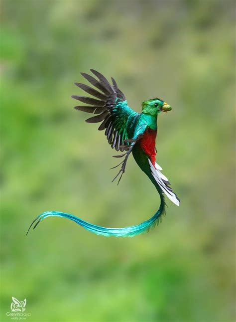 resplendent quetzal tropische vogels vogel foto s vogels