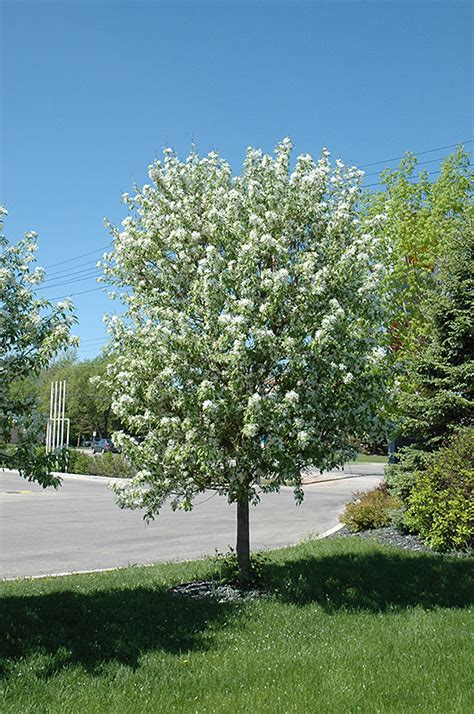 Looking for the perfect flowering tree for your denver foothills landscape? Spring Snow Flowering Crab (Malus 'Spring Snow') in Denver ...