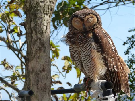 Owls Sleeping Are So Adorable You Need To See These Pictures Videos