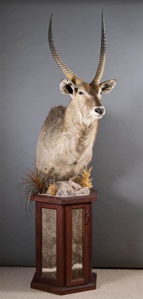 Lot African Waterbuck Antelope Taxidermy Mount A Head