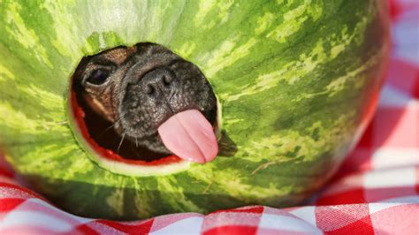 Can Dogs Eat Watermelon Rind