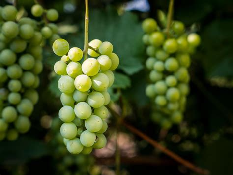 Grape Skin What It Does And Why It Matters Good Pair Days