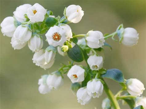 The Top 15 Flowering Trees for a Beautiful Garden | 1000 | Flowering trees, Purple flowering ...
