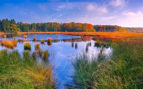 Free Images Landscape Tree Water Nature Forest Marsh Wilderness