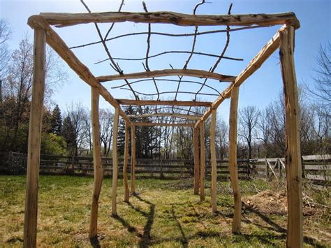 Maybe you would like to learn more about one of these? Hardy Kiwi Trellis | Trellis plants, Hardy kiwi, Garden ...