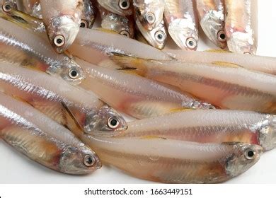 Long Jawed Fish Images Stock Photos Vectors Shutterstock