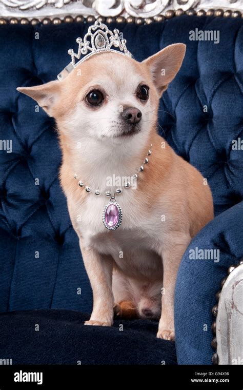 Chihuahua Shorthaired With Crown And Jewels Stock Photo Alamy