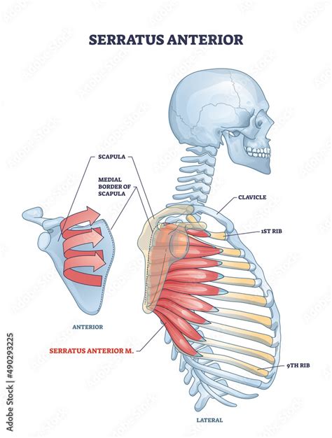 Serratus Anterior Muscle With Anatomical Skeletal Ribcage Model Outline Diagram Labeled