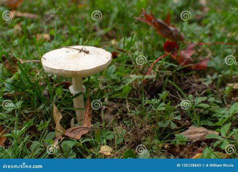 Flat White Mushroom All Mushroom Info