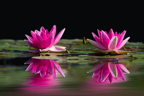 Free Images Nature Blossom Flower Petal Pond Pink Sacred Lotus