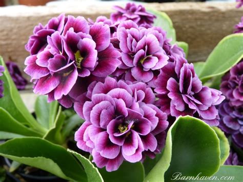 Angela allardice — grace 02:26. Primula auricula ANGELA GRACE