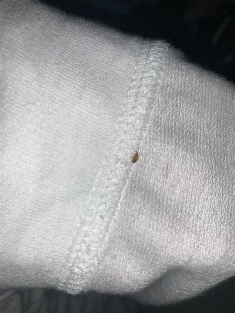 Is This A Bed Bug My Daughter Found It On Her Clothes In The Shower