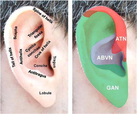 The Strange Case Of The Ear And The Heart The Auricular Vagus Nerve