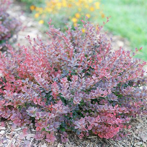 Sunjoy Mini Maroon® Barberry Great Garden Plants