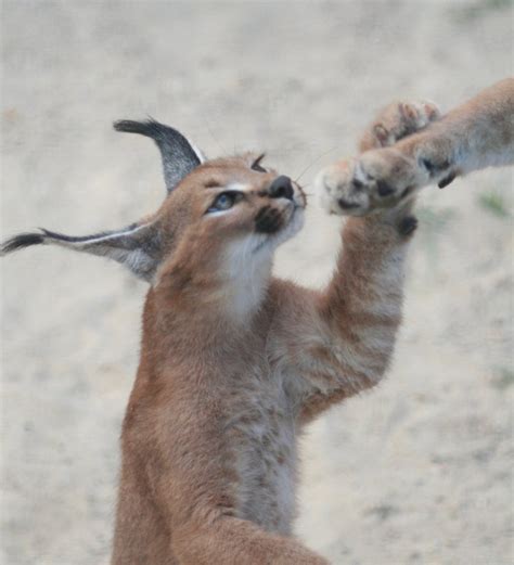 July 17, 2017 by elise xavier | updated: Video: How High Can a Caracal Jump? | OutdoorHub