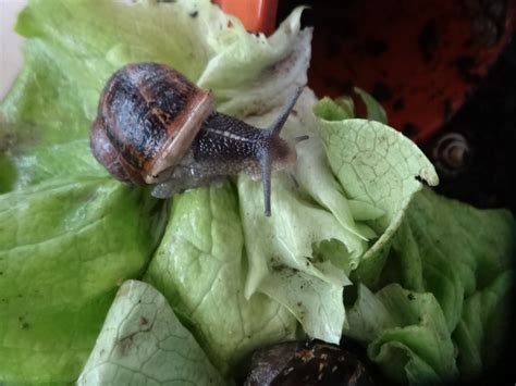 Les escargots Ecole Notre Dame de Sargé