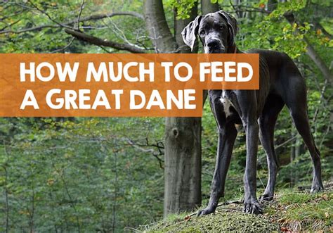 The size of a great dane will affect how much the dog will need to be fed. How Much Should I Feed My 8 Week Old Great Dane Puppy - Puppy And Pets