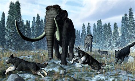 How Hunting With Wolves Helped Humans Outsmart The Neanderthals Dire