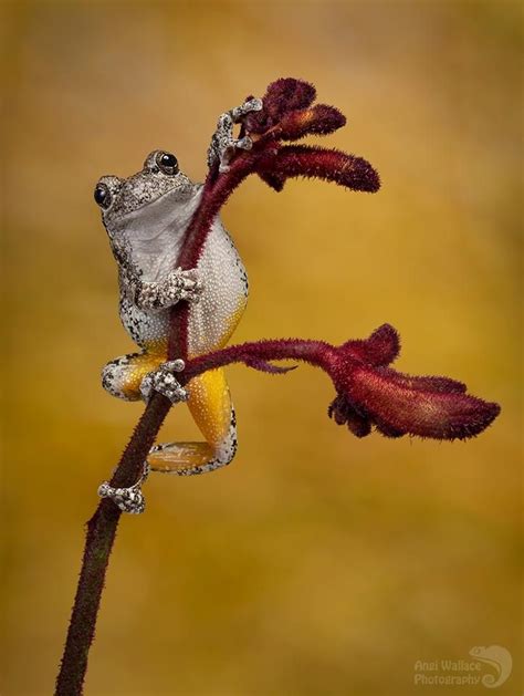 Climbing Grays Tree Frog By Angiwallace On Deviantart Amphibians