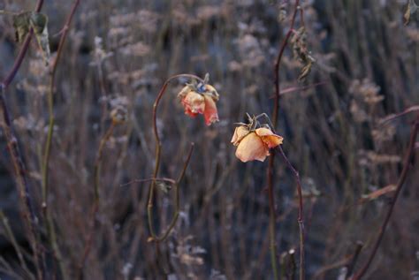 Безплатна снимка клон зима растение прерия листо цвете дивата
