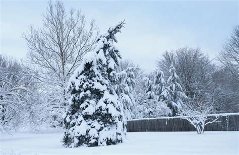 How To Prevent Tree Damage In The Winter Five Star Tree Services