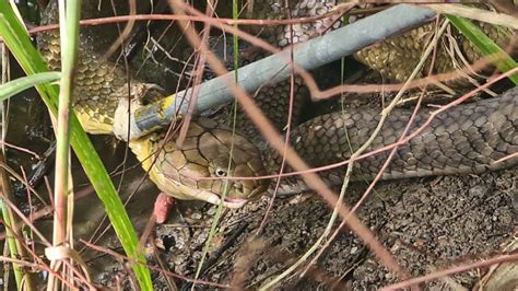 King Cobra Caught After Battle With Python Youtube