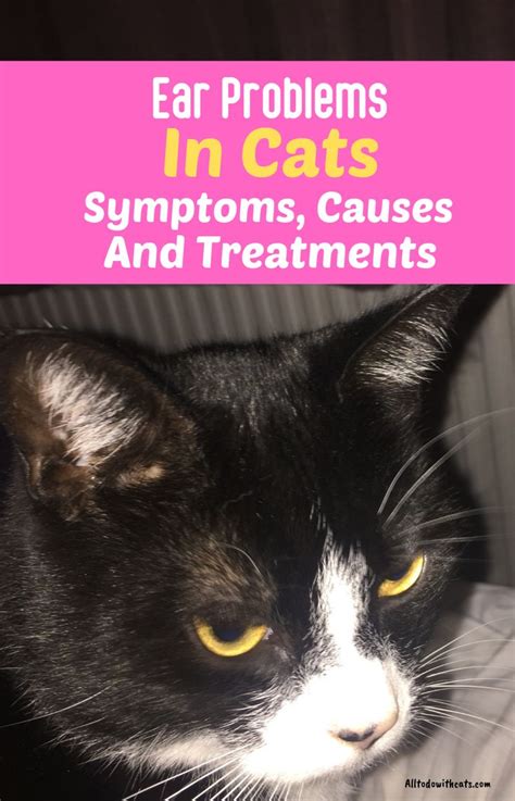 Common Ear Problems In Cats Symptoms And Treatments