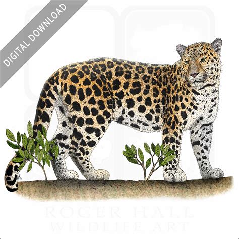 Stock Art Drawing Of An Amur Leopard