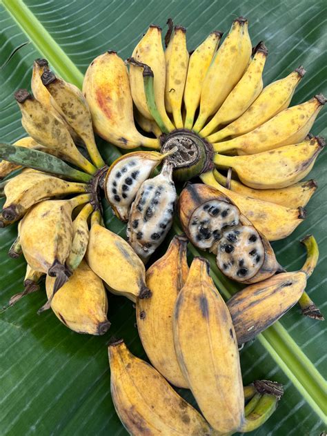 Seeded Banana Box Miami Fruit