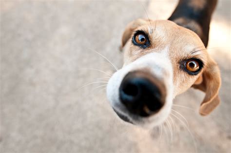 Free Images Hound Close Up Nose Snout Vertebrate Beagle Dog