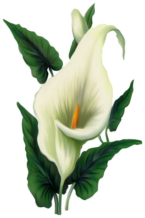 PNG Vector Illustrator Corel Files Included Zantedeschia Flowers Clip