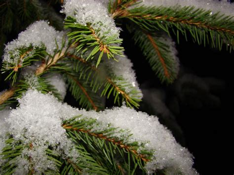 Wallpaper Snow Winter Branch Frost Spruce Fir Freezing Conifer