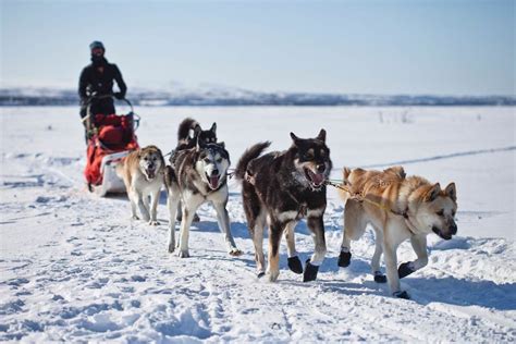 Dog Sledding In Finland Ethical Husky Safaris In Finland