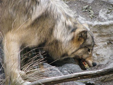 Snarling Wolf Free Stock Photo Public Domain Pictures