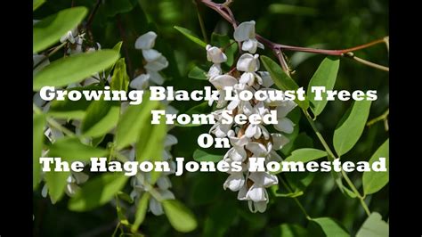 Growing Black Locust Trees From Seed The Hagon Jones Homestead Youtube