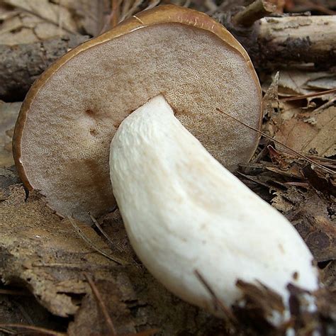 How To Identify An Edible Bolete Mushroom The Survival Gardener