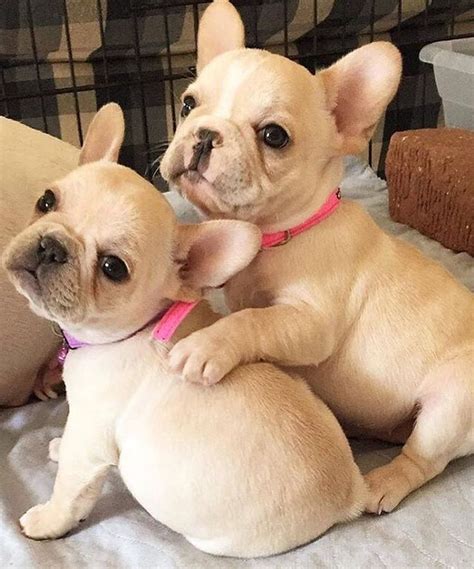 Frenchie Puppies Furry Friends Pinterest Animal Dog And French