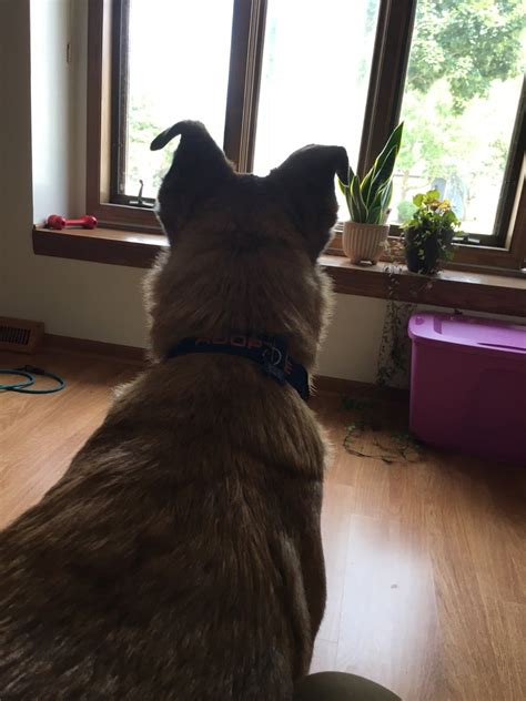 Sweet Old Dog Needs Loving Home (pls see comment) : r/milwaukee