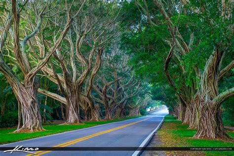 Hobe Sound Florida Bridge Road Ficus Tree Photos From Hobe Flickr