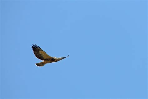 Swainsons Hawk Raptors Bird Wild Birds Bird