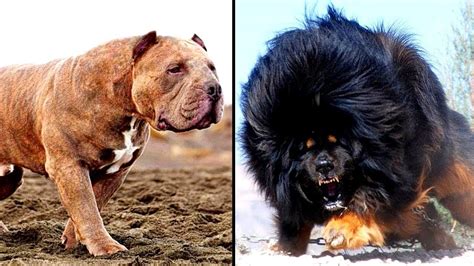 Top 10 Most Dangerous Aggressive Dog Breeds That Can Be Harmful To
